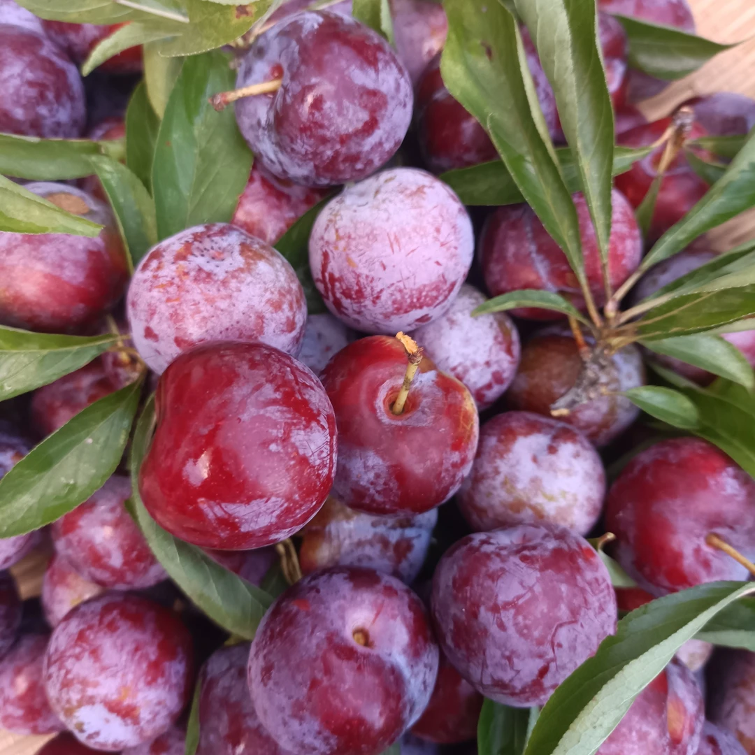 新鲜现摘红脆李子脆甜爽口