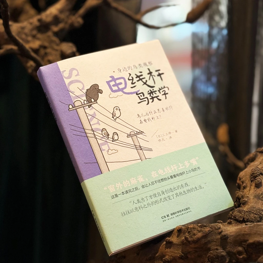 【微瑕】身边的鸟类观察  电线杆鸟类学