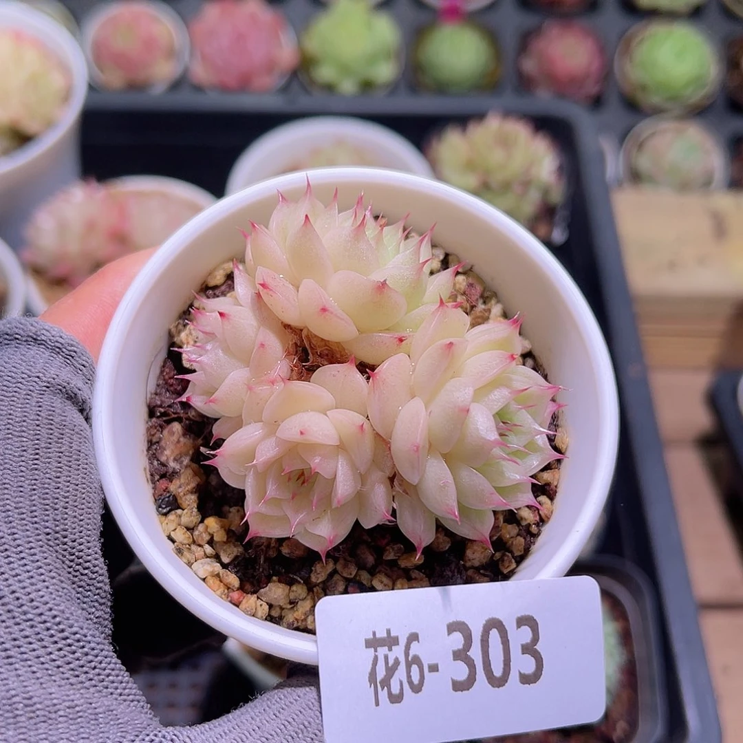 花06-303海王小群