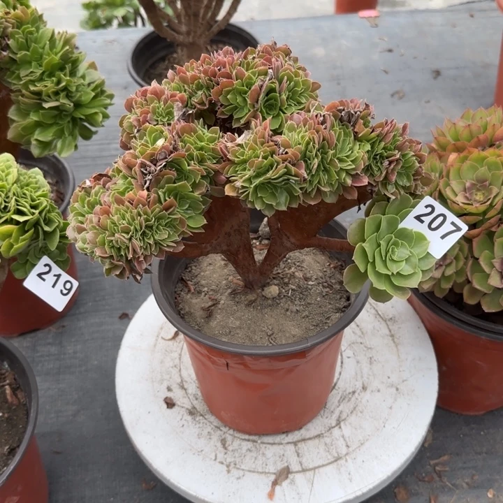 *****多肉植物生长发育207