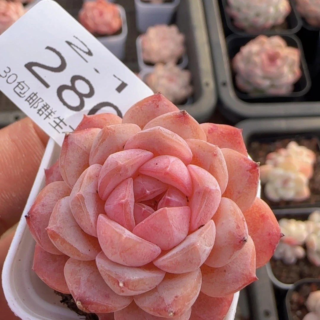 草莓冰魄单头一颗脱土