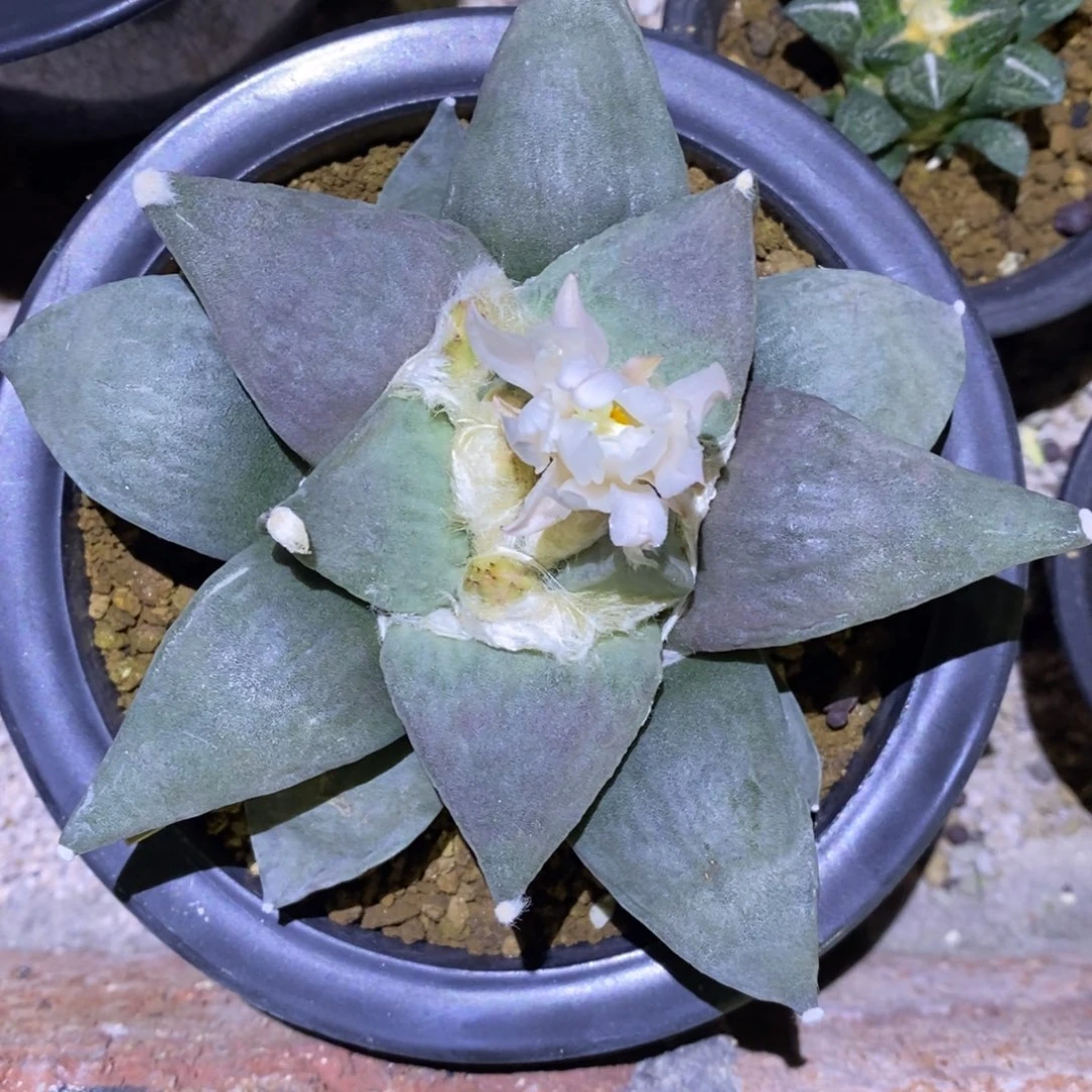 实生紫肌花杂13.5cm福利