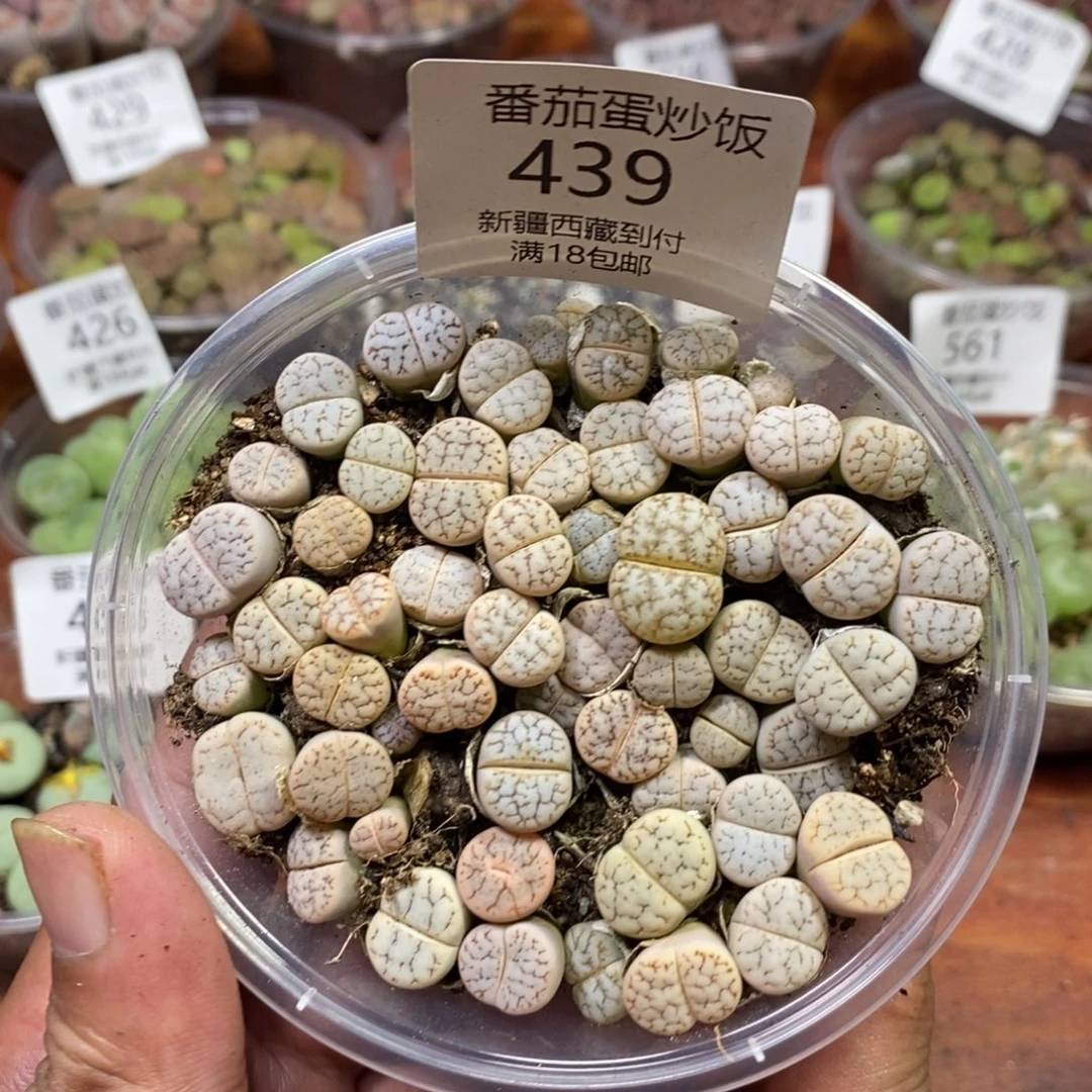 多肉蛋炒饭，感谢您相伴439