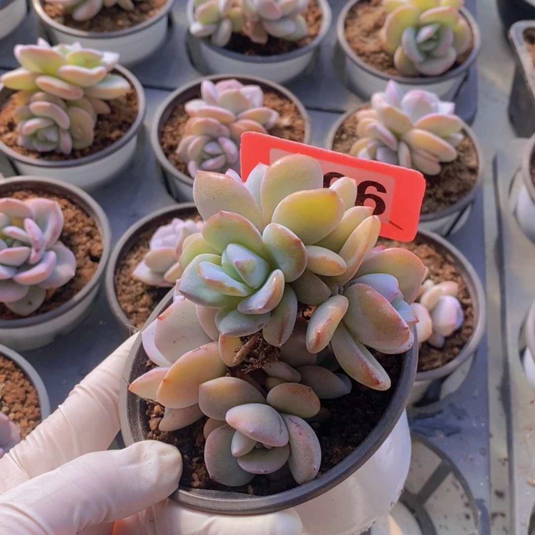 M***y066多肉植物2颗