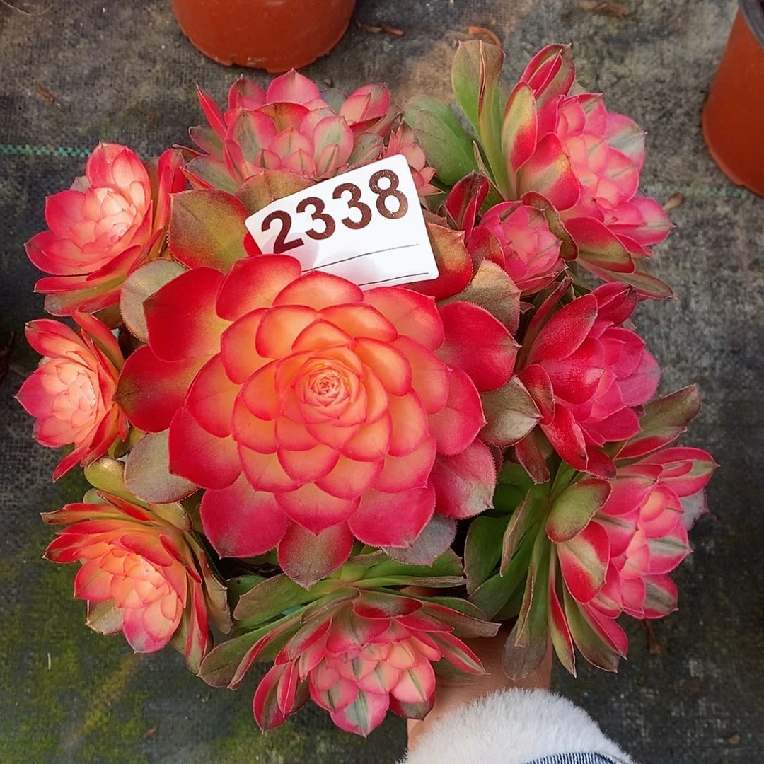 红陶2338荔枝4冠20