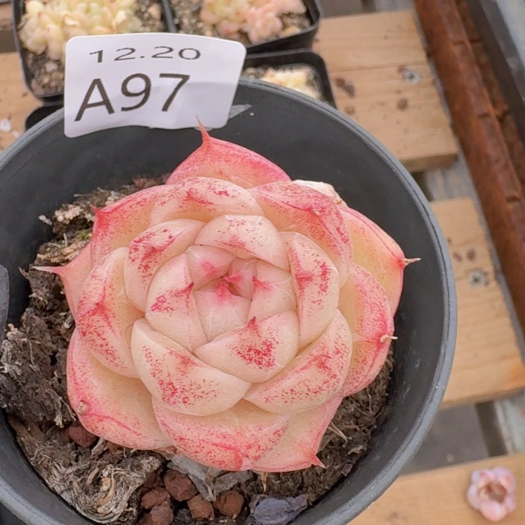 包子麦秆一颗脱土发货