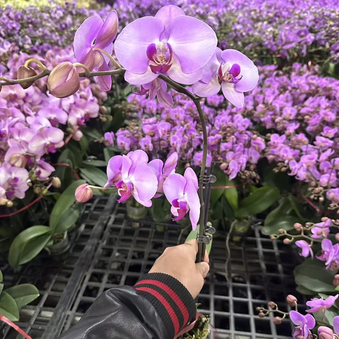 蝴蝶兰【杭州美人】单花剑 大花带花发货 室内花花 广州直发