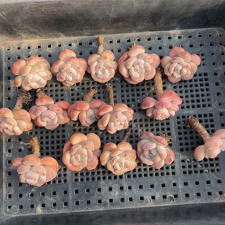 3084，15个紫梦露有瑕疵不圆