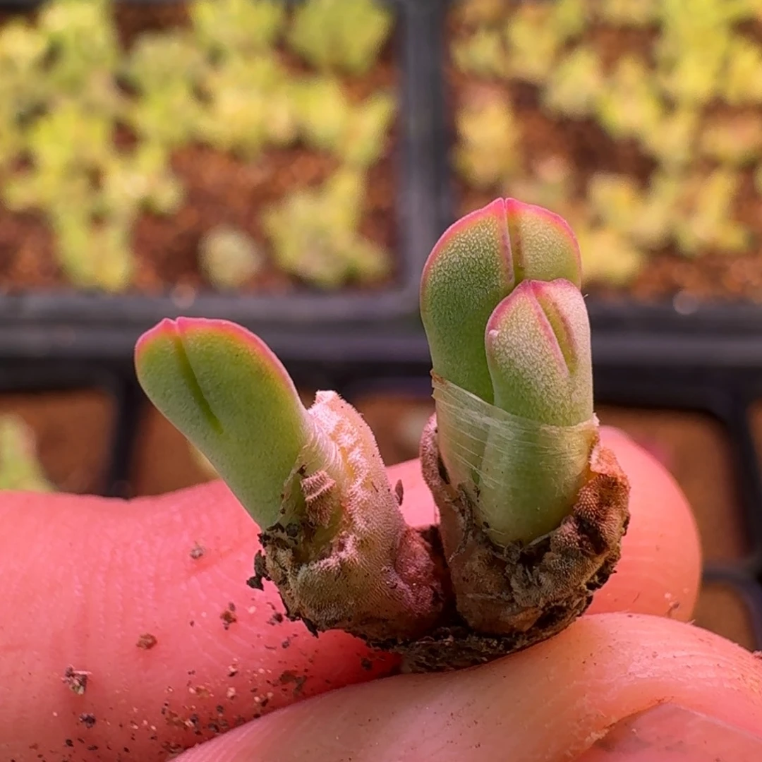 云缦精品番杏20.23