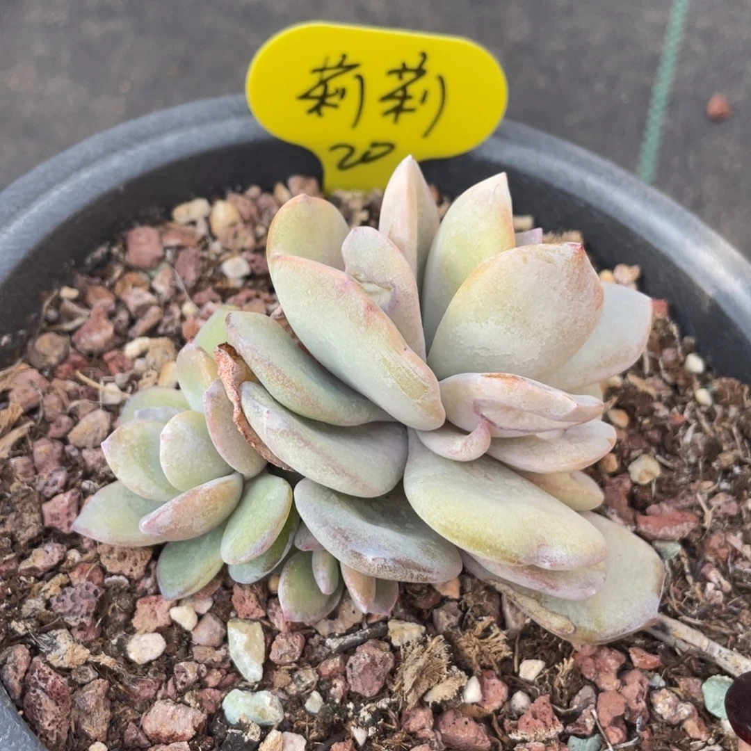 莉**～奶茶群生一个叶片有伤瑕疵20