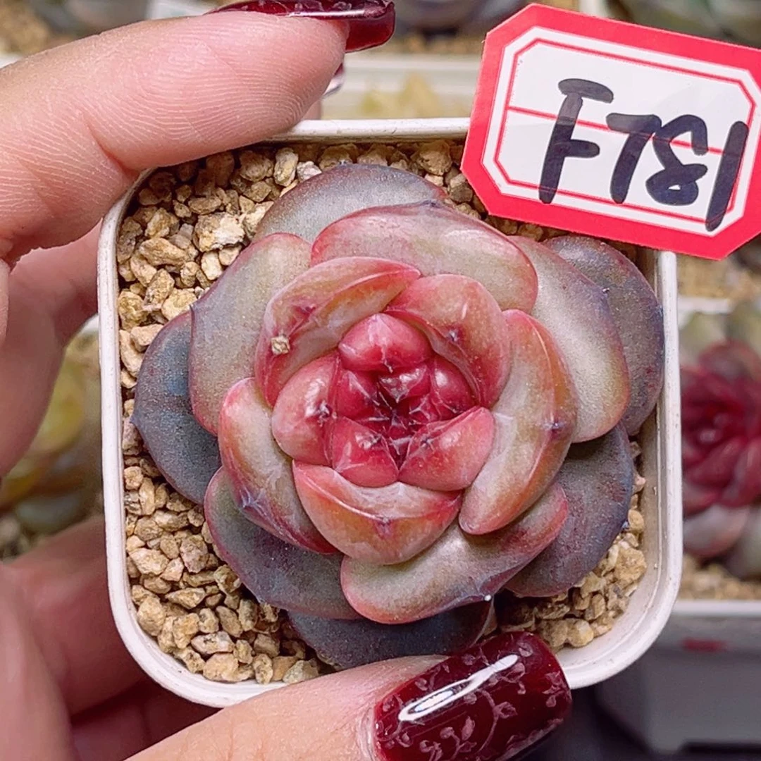 龙**xF781一物一拍 草莓果酱