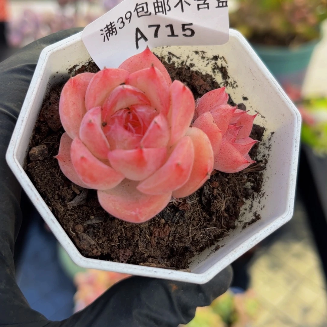 715法兰西玫瑰双头5厘米