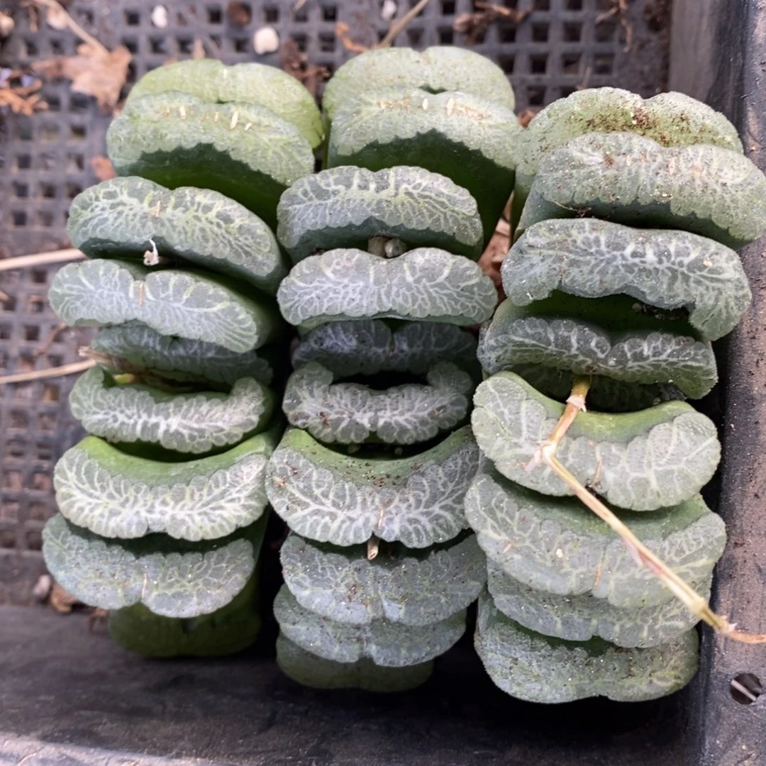 902 一颗超大玉扇 福利