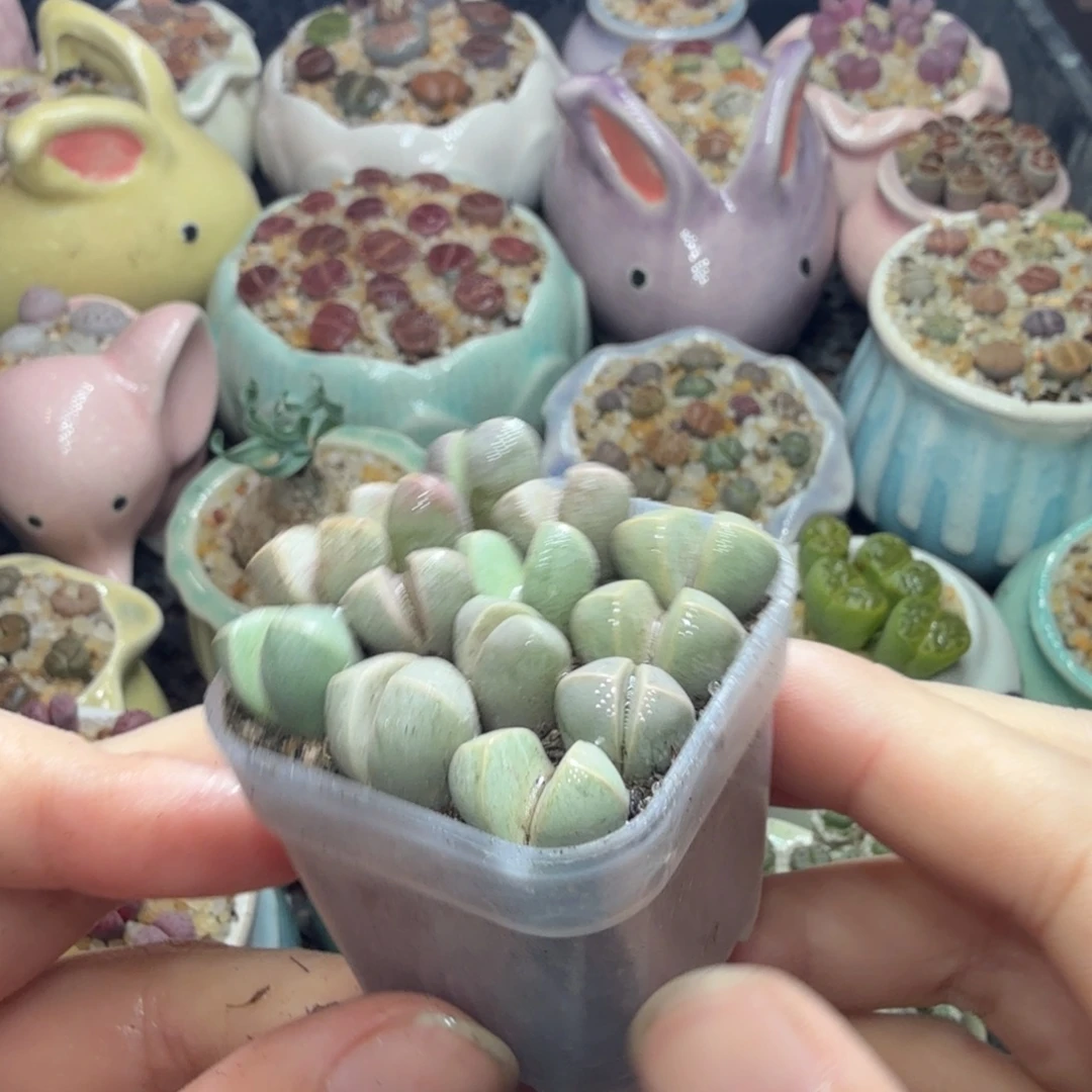 多肉葡萄的味道真的768