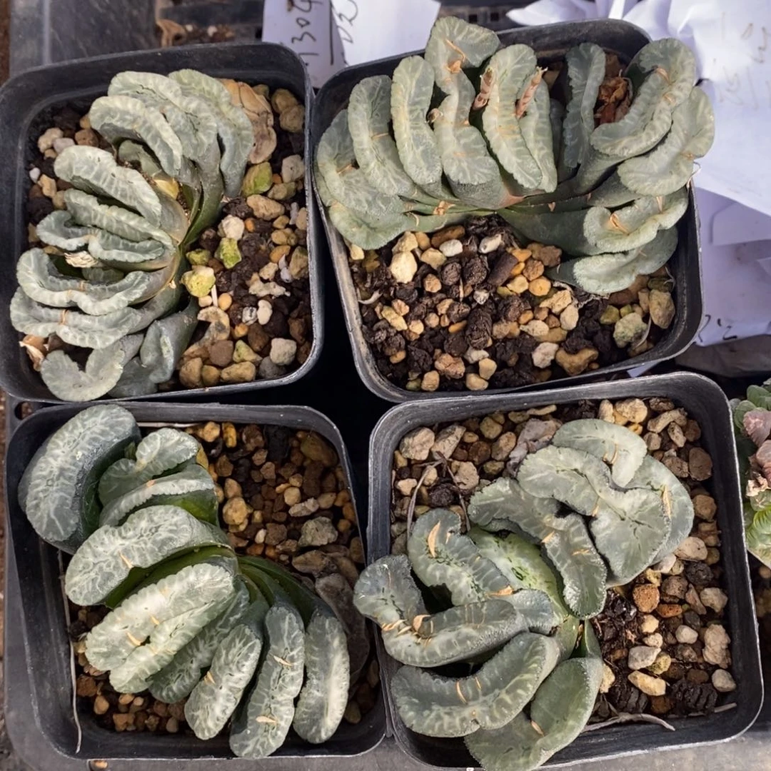 3102 一颗大玉扇 很周正