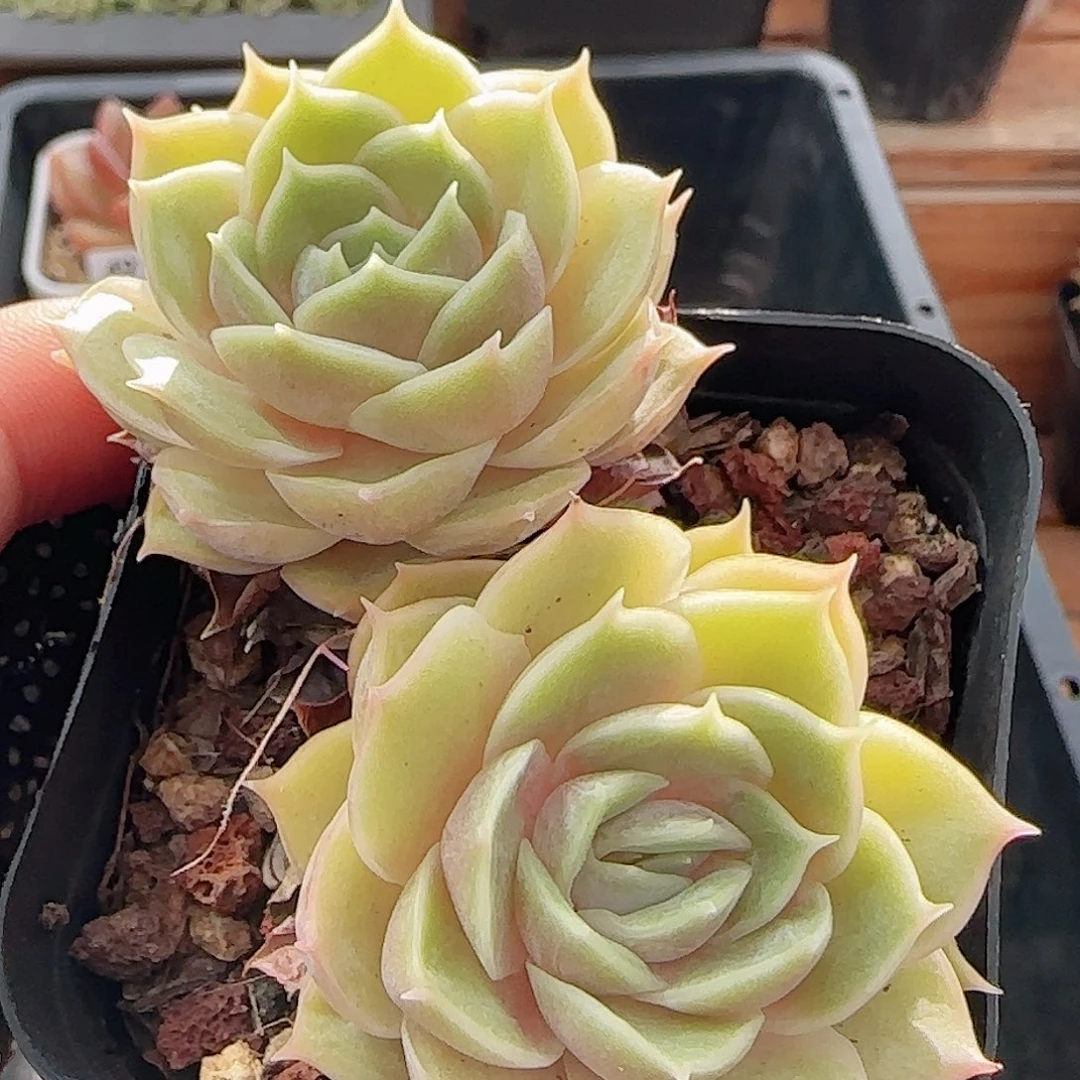多肉0917--50昂斯诺