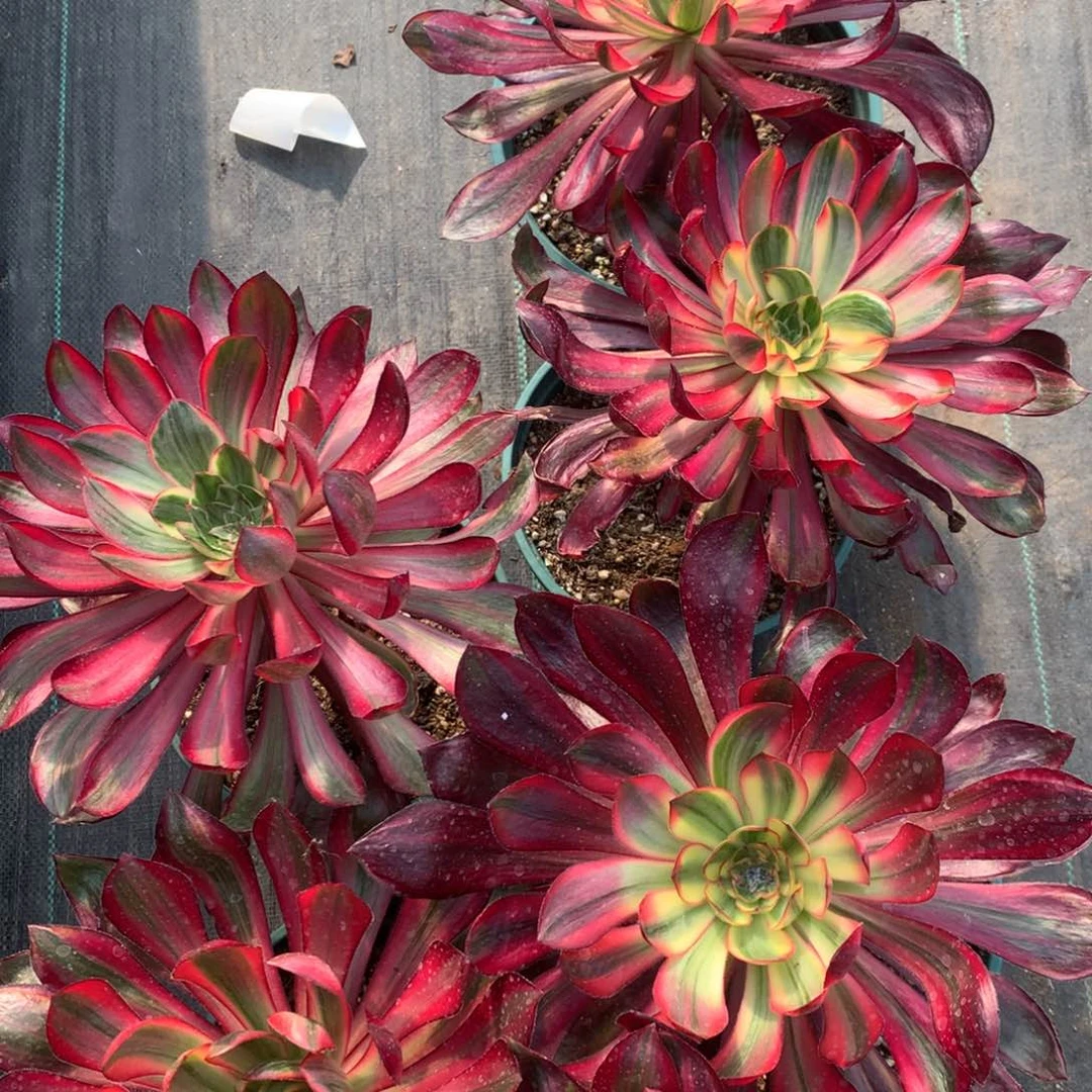 白拉丝单头19.9乌毒单头