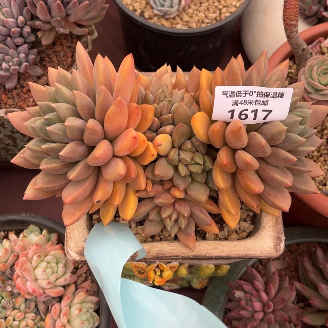 白***盗1617红象牙多肉