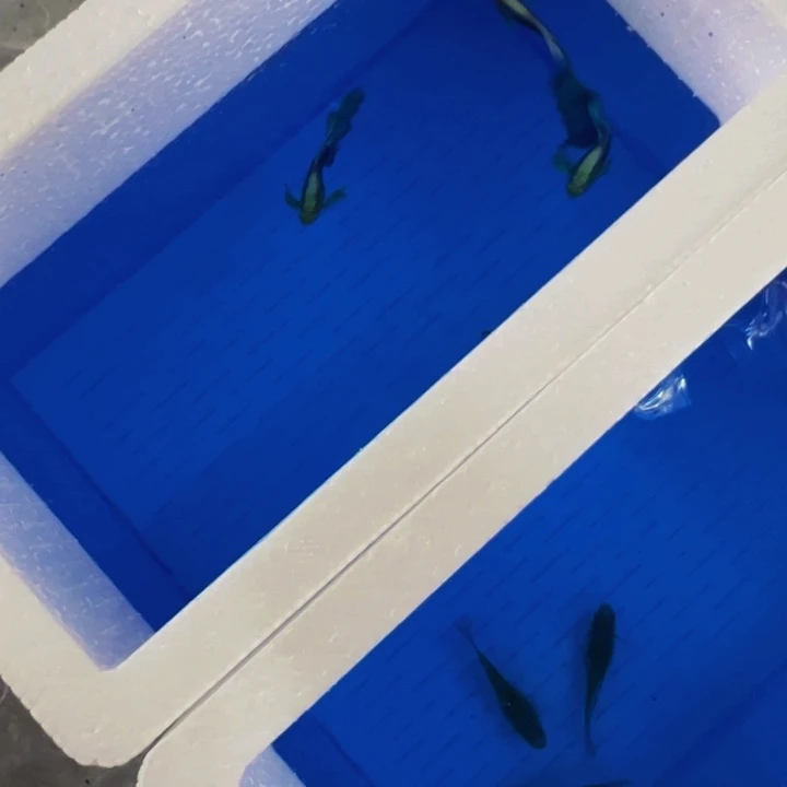 孔雀鱼黄化蓝礼服三对