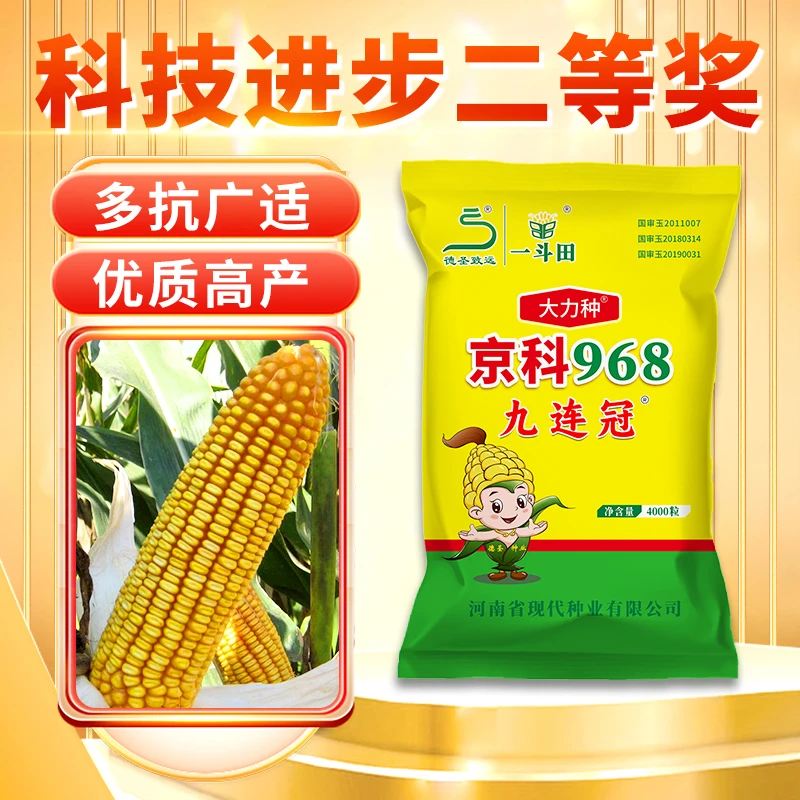 国审正品京科968高产玉米种子抗病抗旱耐涝抗倒伏耐密植厂家直销