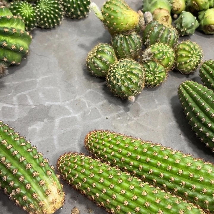 新品进口金妞金5侧芽一个