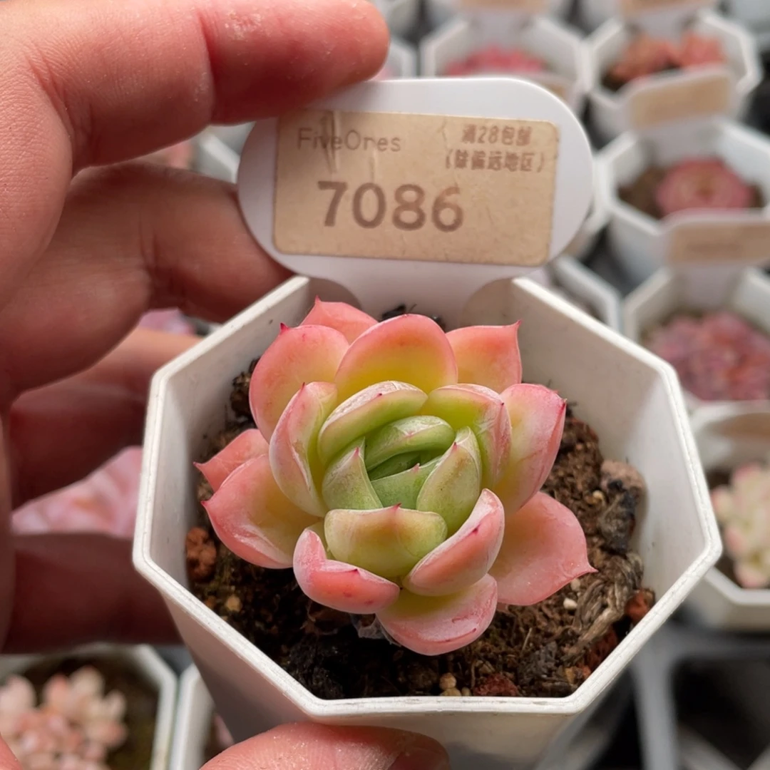 落樱7086-5.0厘米