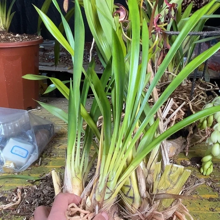 完全开放11111122222