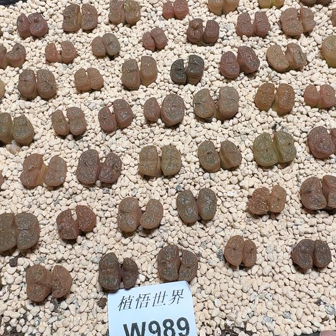 1颗一组量拍多肉植物哇