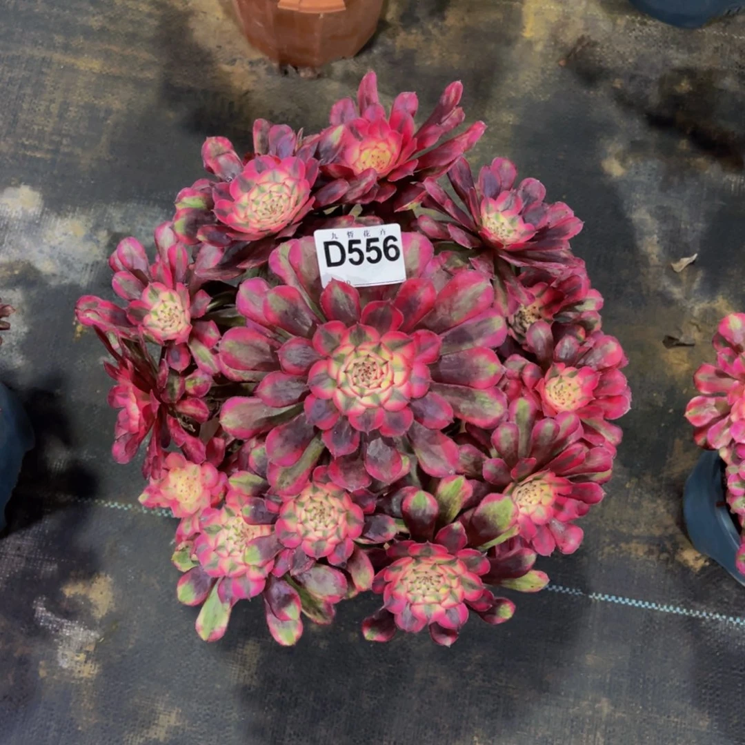 钓***鱼55600孔铜超白锦福利