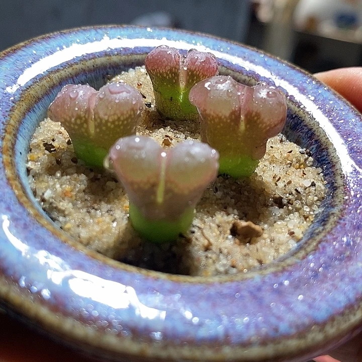 8518风铃cm10一颗