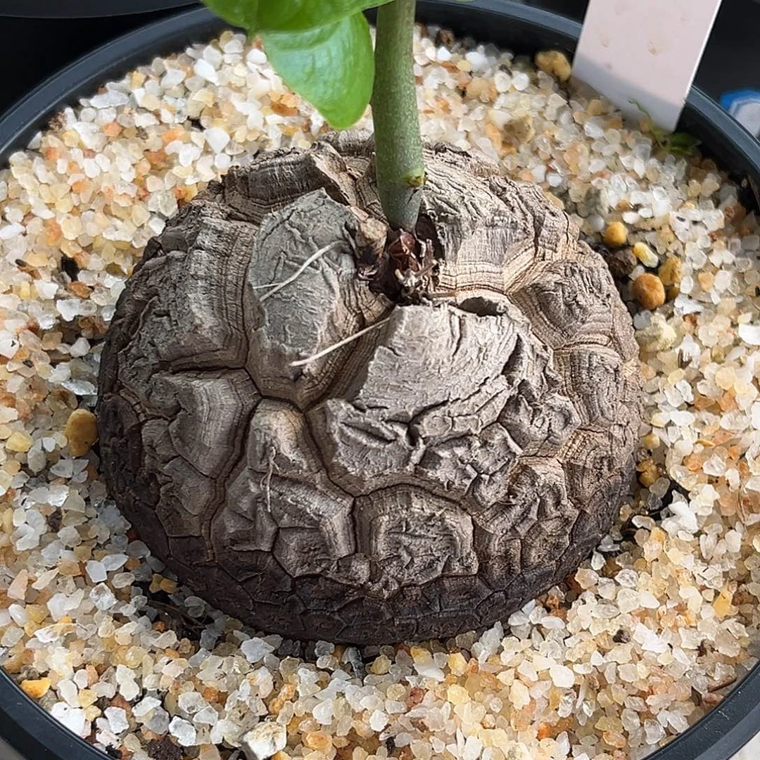 精品深裂南非龟，剑甲型