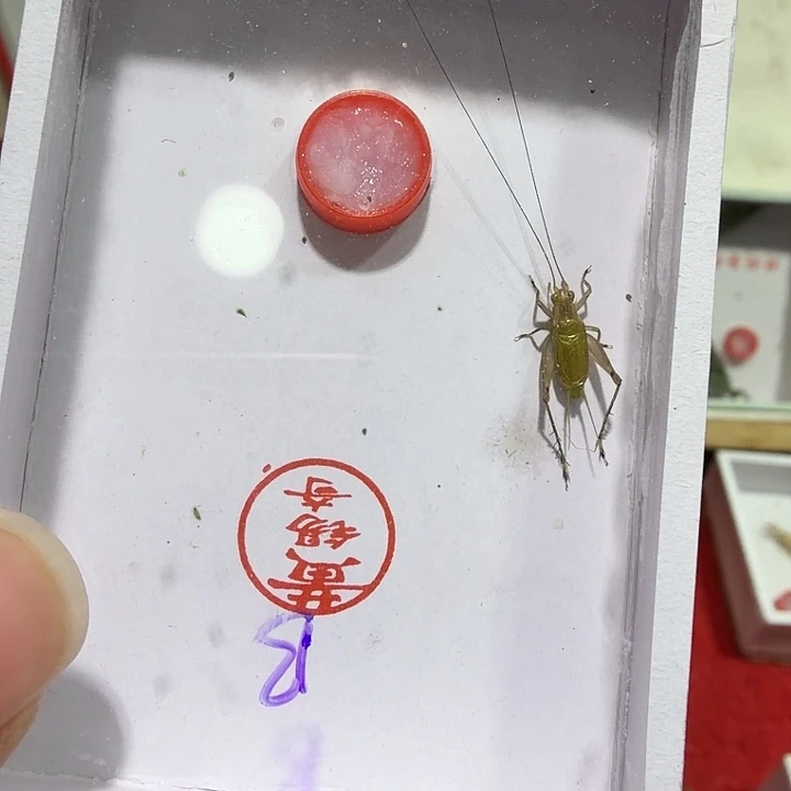 蟋蟀黄总特B一条包邮