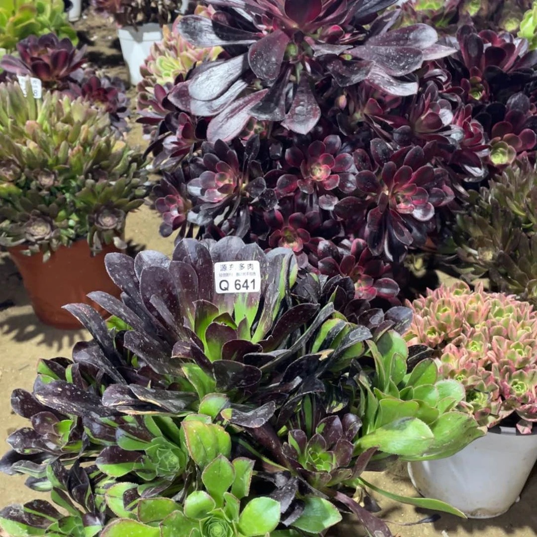 641水墨丹青多肉法师断枝不包