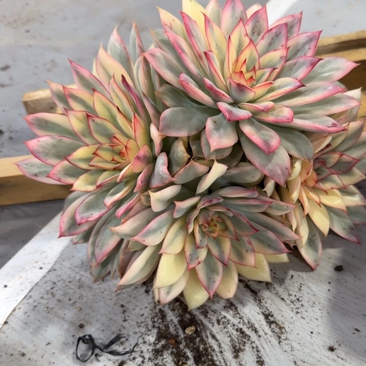 4头月光女神锦锦多肉植物