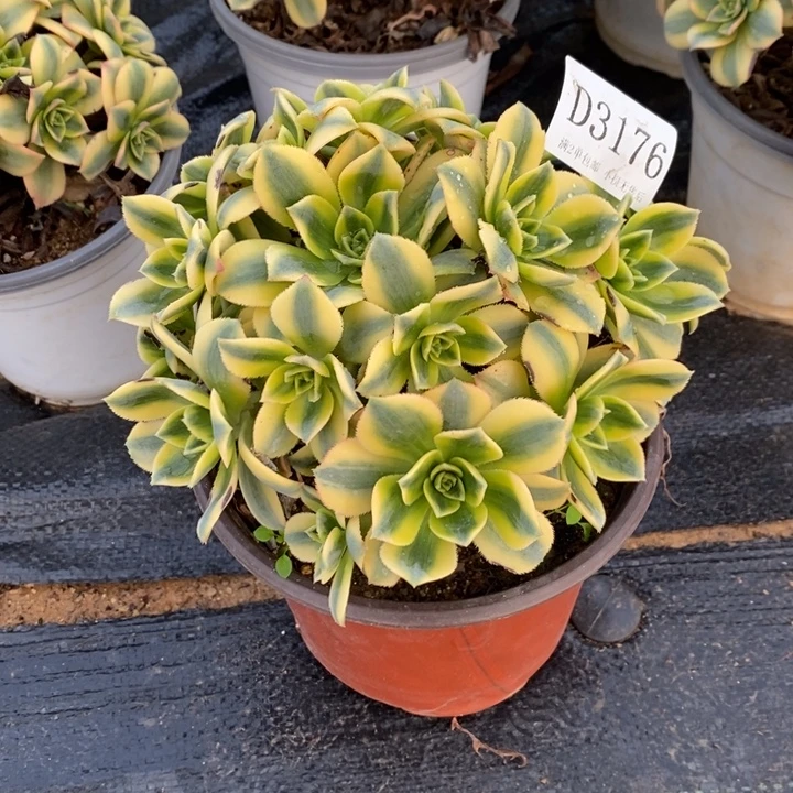 3176星爆多肉发货叶片有黑斑