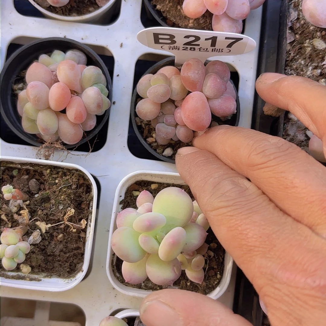 B217洛神一物一拍
