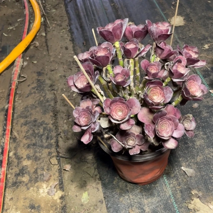 48魅金多肉多肉植物多肉多肉