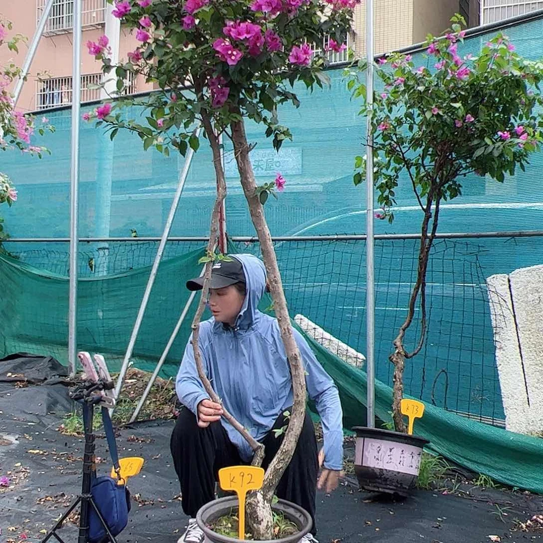 强***国完全开放K92紫九月桩