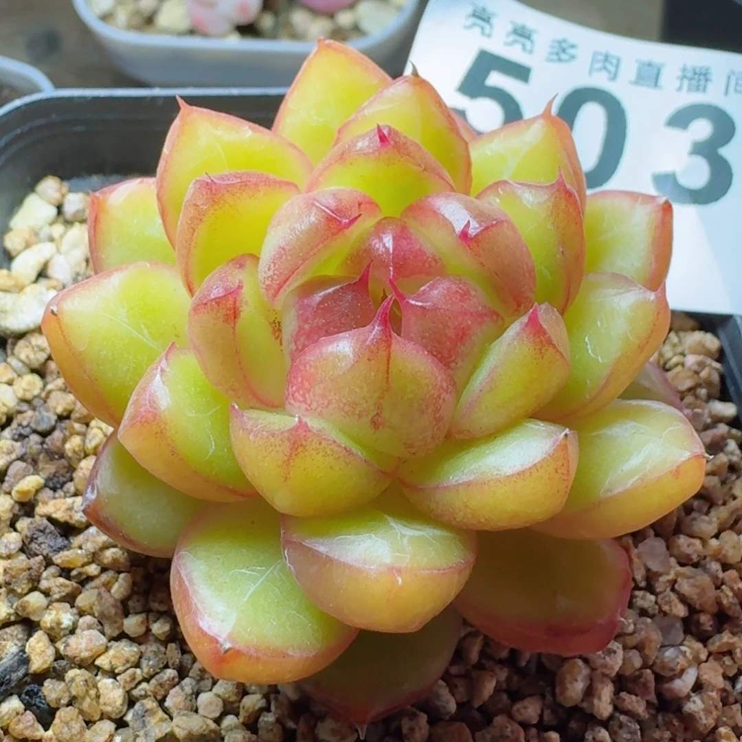 糖果珍妮      愿你一路坦途，乘风破浪展宏图