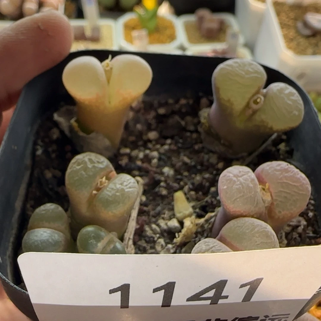 【闪购商品】叮**?1141 当天28包邮非偏远