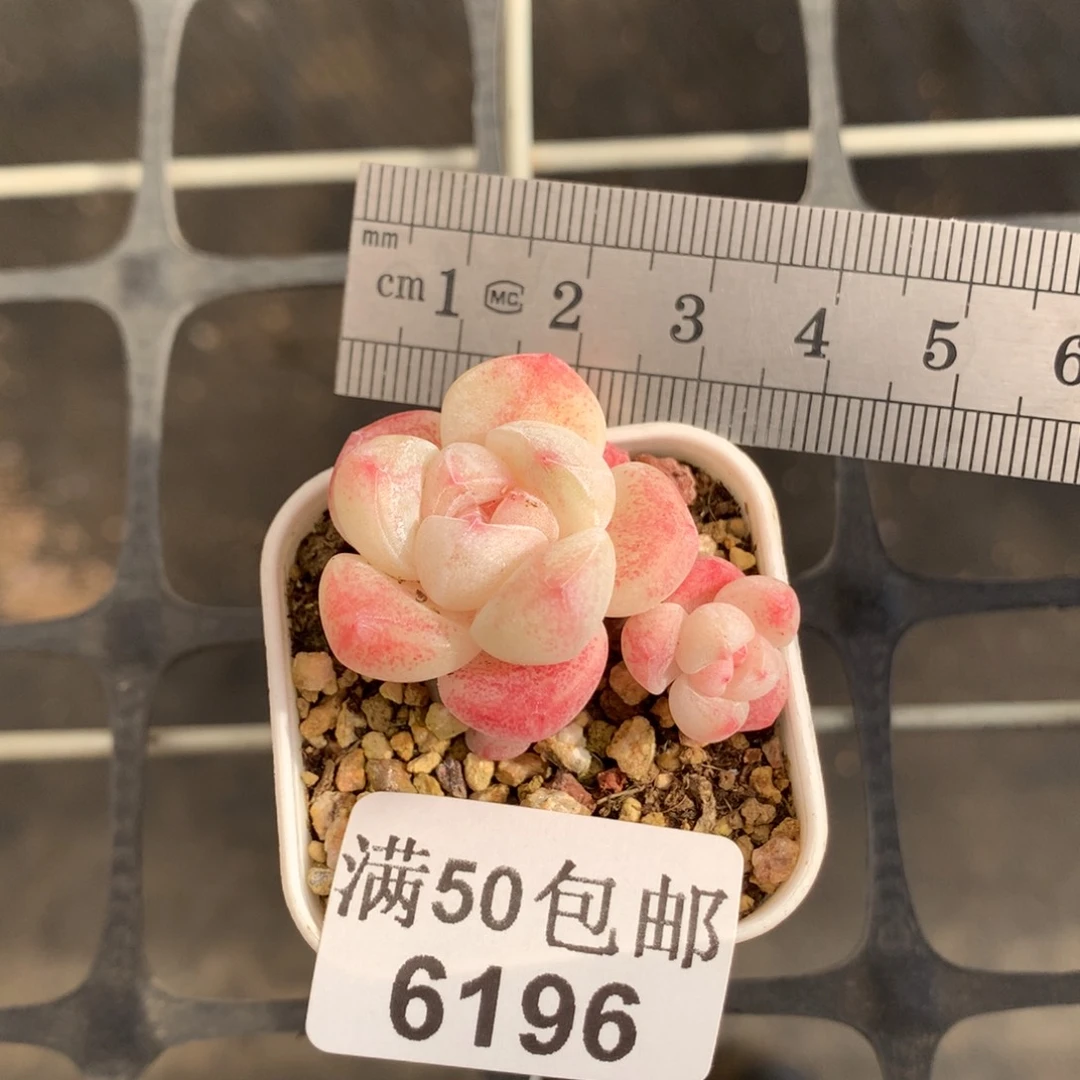 6196三头小崽冰玉冠服4