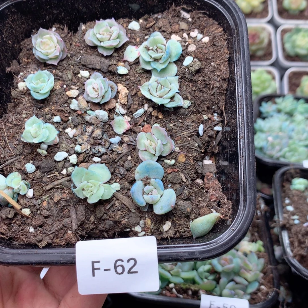 无花朵F62英语英语