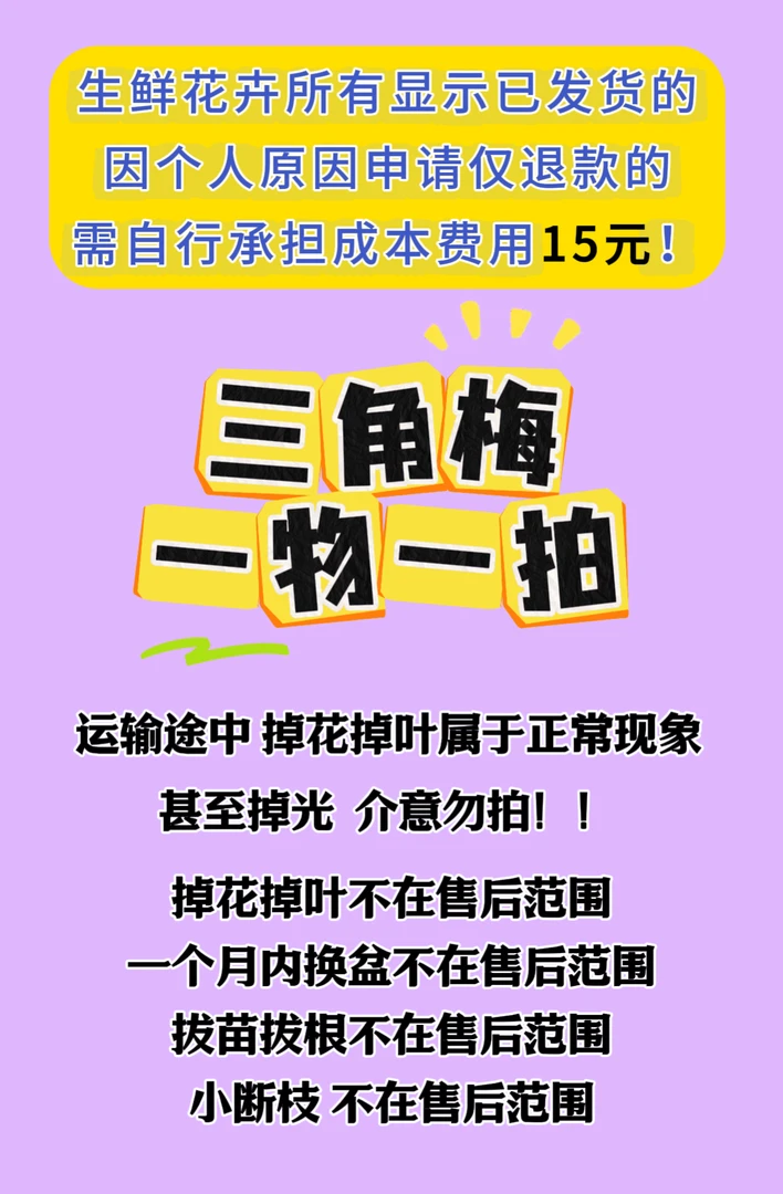 【一物一拍】三角梅室外阳台可爬藤勤花盆栽鲜花四季花开
