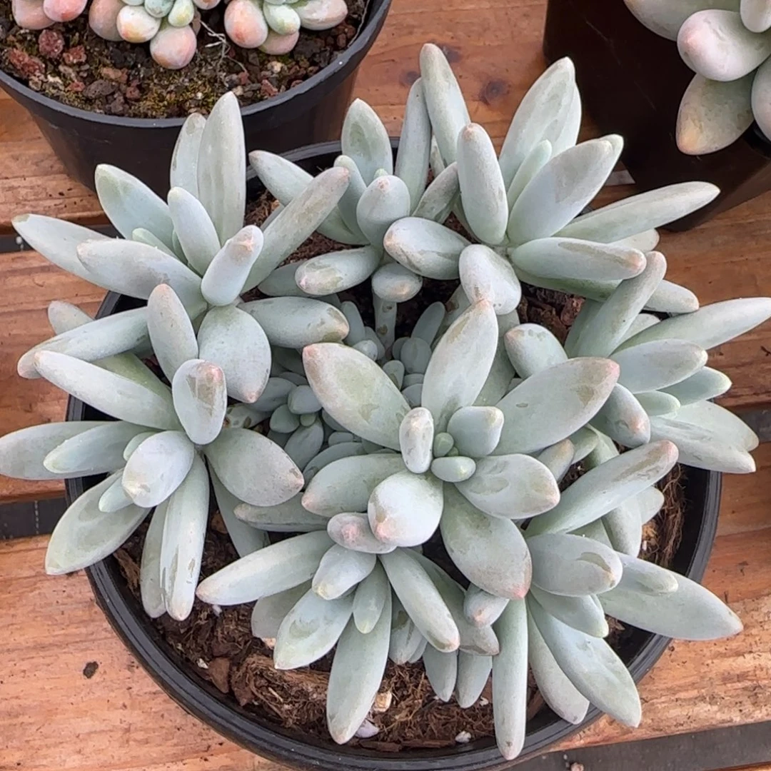 多肉植物一物一拍