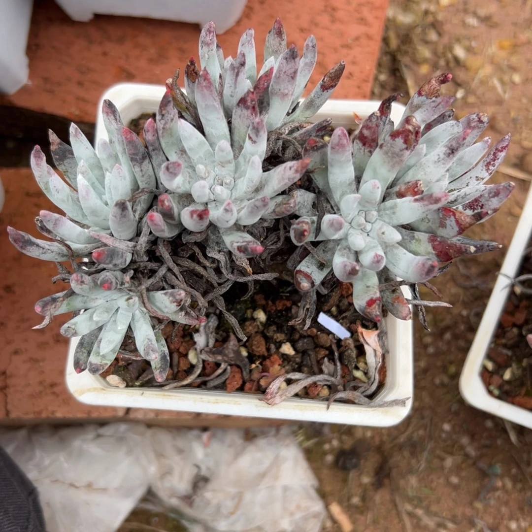 谢谢哥，阿一物一拍623