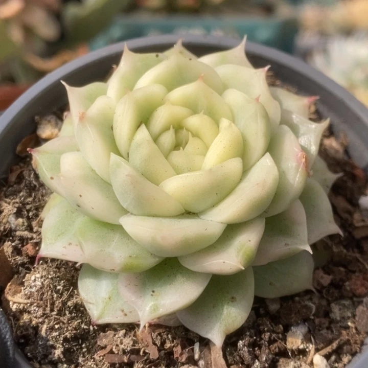 690白瓷麦杆锦锦锦锦锦