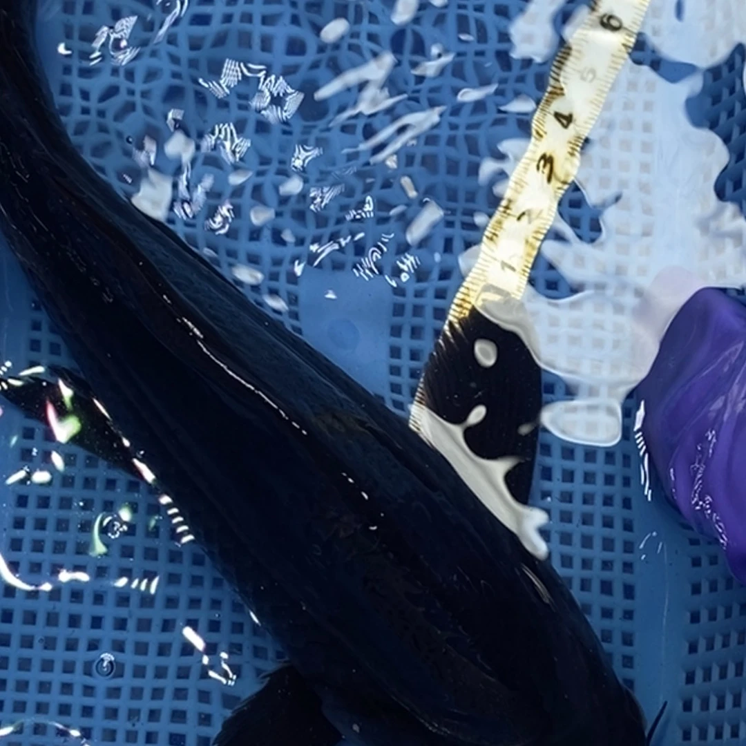 锦鲤冷水锦鲤包邮