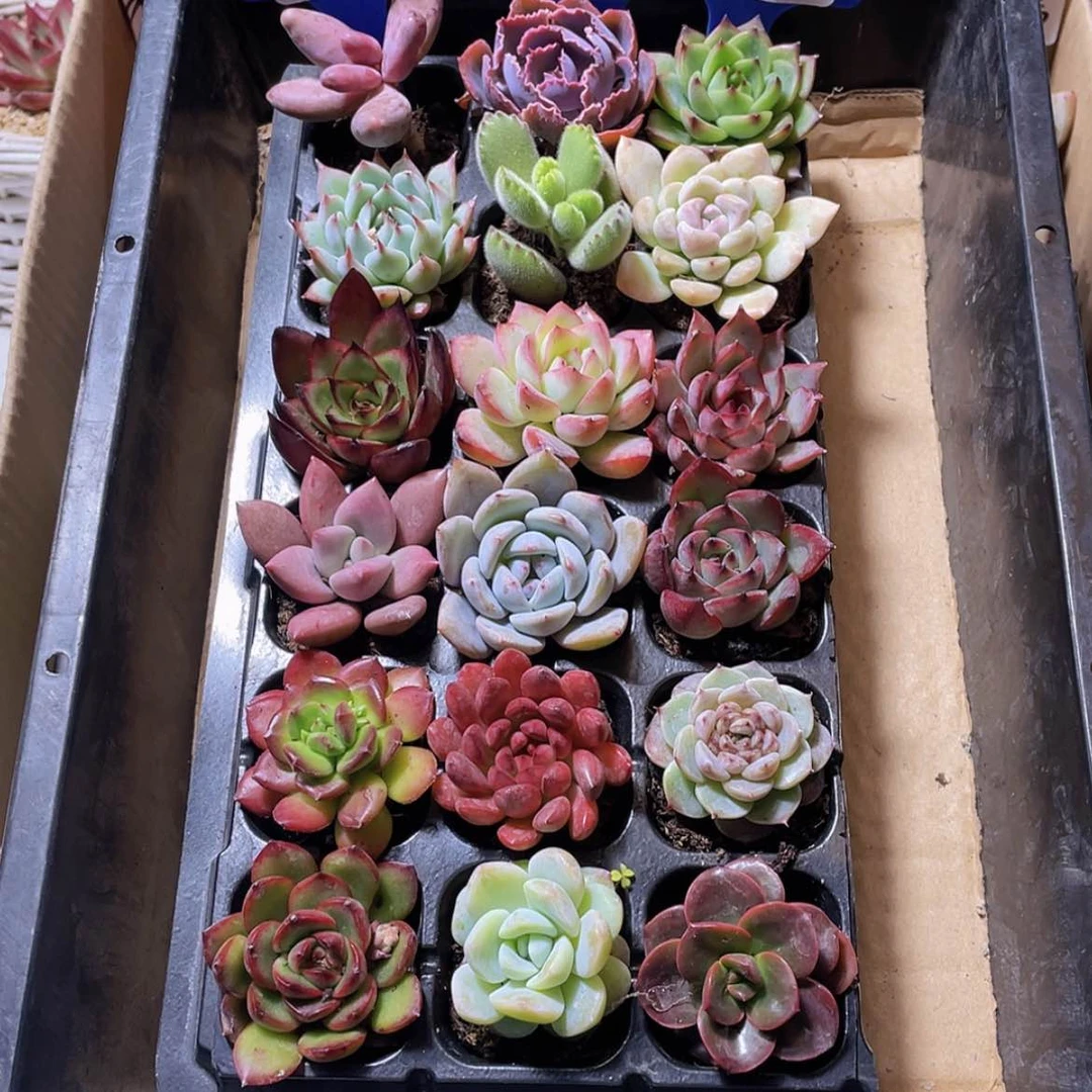 【闪购商品】【量拍】18颗-3号约3-5厘米