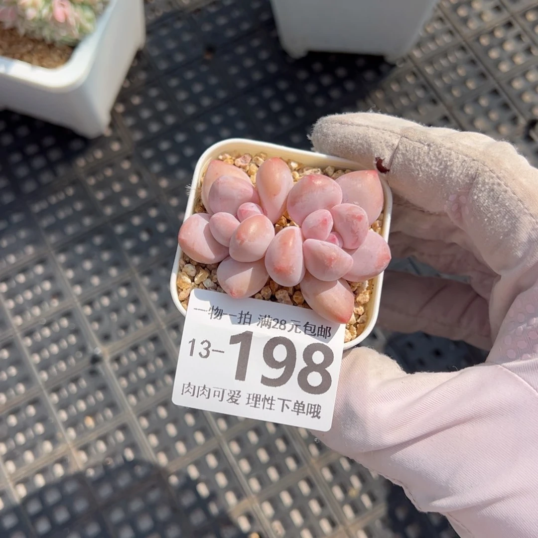 香水奶多肉多肉多肉多肉多肉