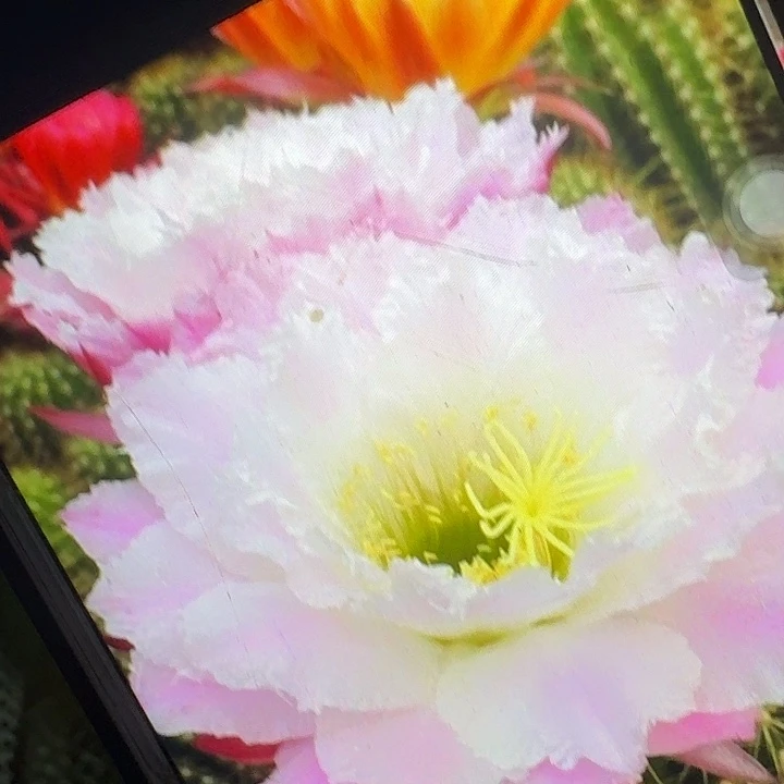 柠檬心侧芽5公分毛花柱